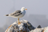 Yellow-legged Gull (adult), Gibraltar