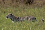 Leopard on the Move