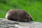 Hedgehog