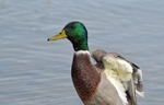 Mallard