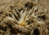 Toxisarcon alba
