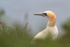 Gannet portrait, RSPB Bempton Cliffs