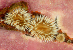 Sagartia elegans