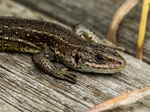 Common Lizard