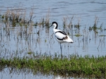 Avocet