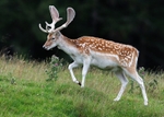 Fallow Deer