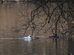 Smew