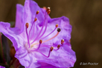 Spring Garden Growth 10