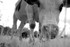A Cow