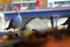 Black headed gulls Bristol_0098