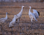 Dawn interaction of Sandhill Cranes, Bosque del Apache, New Mexico