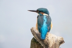 Kingfisher Alcedo Atthis035