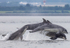 CHANORY DOLPHIN 2026 31