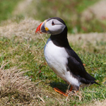 Puffin collecting nest material outside its burrow