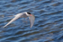 Arctic Tern