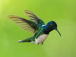 White-necked Jacobin (male), Panama
