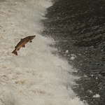 salmon on the severn at shrewsbury