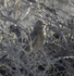 African Pipit