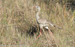 Red-legged Seremia