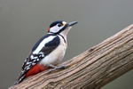 Great Spotted Woodpecker at Otterbourne, Hampshire