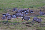 Greylag Geese on Big Otmoor
