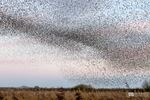 Starling Murmurations, Avalon Marshes_GS1102