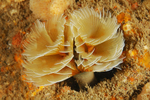 Bispira volutacornis