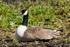 20100501-WE 039 Canada Goose_edited-1