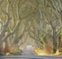 A New Day, Dark Hedges, (Game of Thrones), Northern Ireland.  EDC 314