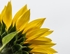 Sunflowers5