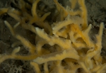 Halichondria bowerbanki