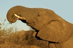 Elephant - Timbavati, South Africa