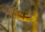 Entelurus aequoreus