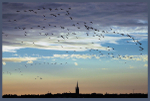 Pinkfoot Geese Fly Over Montrose