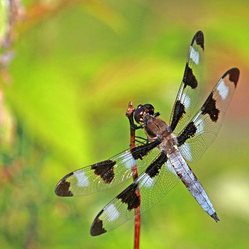Twelve-spotted Skimmer (male)