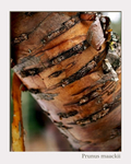 Prunus maackii