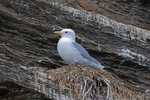 Kittiwake