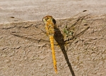20080810- 009