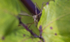 CRANE FLY (Daddy long legs)