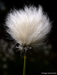 Hare's-tail Cottongrass (02)