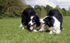 The pair