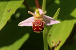 Bee Orchid flower, Oxfordshire