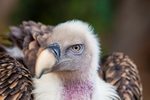 griffon vulture Gyps fulvus-0893