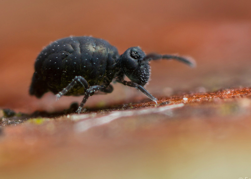 [i]Sminthurinus niger[/i]. On the surface of an old wooden bench. Warwickshire, December 2013.
