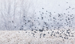 BLACKBIRD FLOCK IN SNOW #2 - LONG POINT BEACH