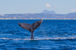 Fluke in front of Mt Warning. 0A3A9110