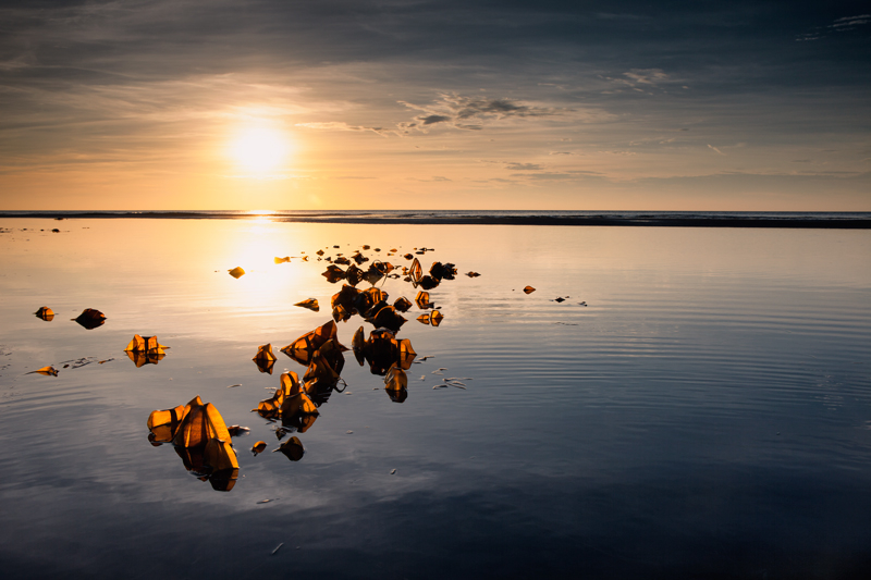 Evening Kelp