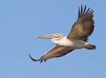 Great White Pelican