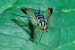 Long-Legged Fly - Amazon, S.A.