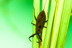 Scorpion bug